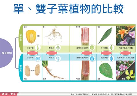 百合是單子葉還是雙子葉|百合科植物特徵